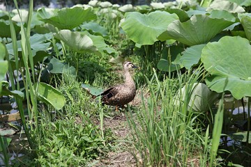 한국 경기도 안산시 관곡지 입니다
