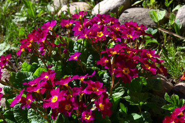 Borl flowers on a flower bed close-up on a background of green leaves and grass with a bokeh effect. Macro shot. Thing. Background, texture, substrate.