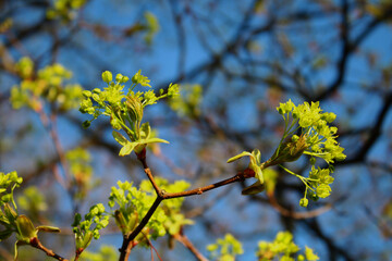 
Buds of blooming linden in spring close-up on a background of blue sky. Macro shot. Thing. Background, texture, substrate.