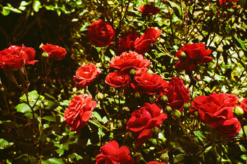 Obraz na płótnie Canvas Flowering fragrant rose in a home flower greenhouse