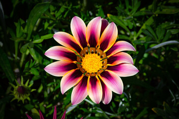 Fiori da Giardino - Gazania