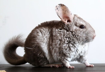 chinchillas that sit and gnaw food