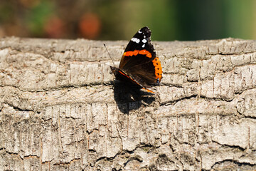 Butterfly resting on a tree trunk in the garden