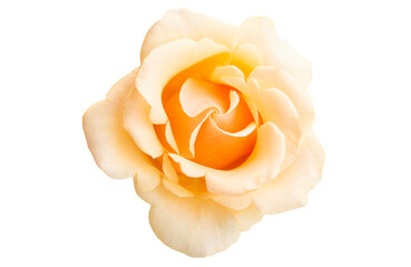 cream rose isolated