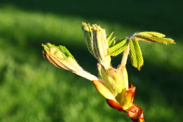 Spring buds of a chestnut blossoming close-up on a background of green leaves and grass with a bokeh effect. Macro shot. Thing. Background, texture, substrate.