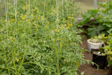 Yellow flowers on the branches of tomato