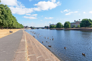 Canada Geese on the River Trent in Nottingham