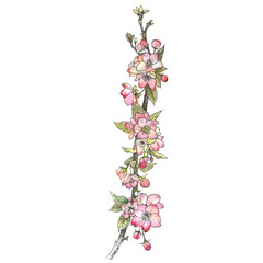 watercolor drawing branch with Apple flowers, cherry blossom, liner and watercolor, Apple buds, delicate flower, summer flowers isolated on a white background for printing