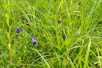 花の上で羽を広げたチョウ（メスグロヒョウモン）