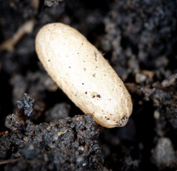 White ant eggs in nature.