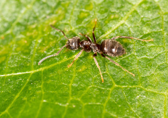 Close-up of an ant on a green leaf.