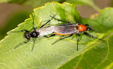 Large two flies make love in nature.