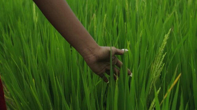 hand of beautiful young  Africa girl walking in a tropical garden with long grass
