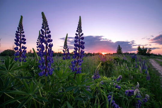 Beautiful lupins at sunset in the summer.