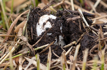 Champignon mushrooms in the ground