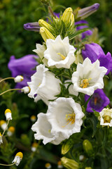 Fototapeta premium blue and white campanula Canterbury bells flowers in full bloom in summer cottage garden