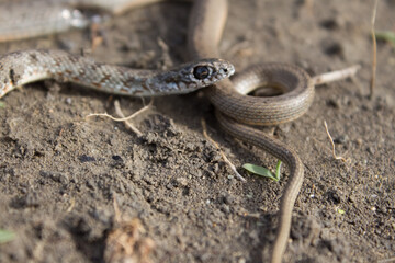  Young gray-brown snake, top view and side view, close-up. Black eyes of a snake. Snake venom prey