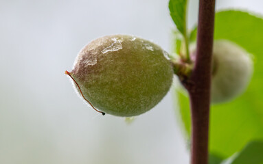 Little peaches on a tree in the vegetable garden.