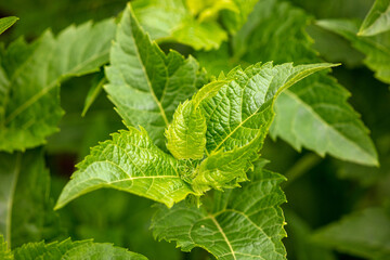Green leaves on a plant in the park.