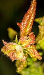 Close-up of a red wound on a green leaf from a biting aphid on nature.