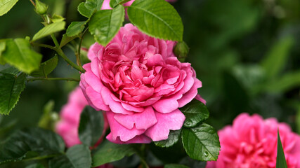 English Rosa Princess Anne David Austin Rose Bush in summer cottage garden