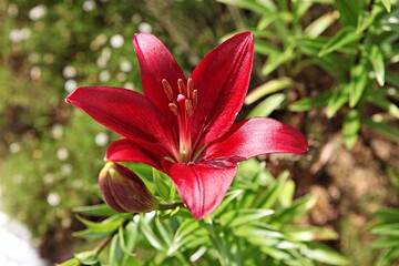 한국 경기도 안산시 관곡지 입니다