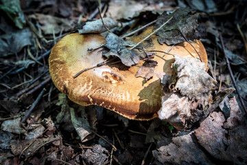 Edible mushroom in the ground