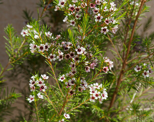 (Chamelaucium uncinatum) Gros plan sur fleurs de cire ou wax australien aux fleurs en grappes à corolles lobées et arrondies de couleur blanc pur au sommet de tiges souples vertes