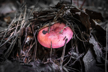 Edible mushroom in the ground