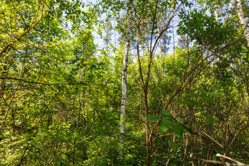 Fototapeta premium Coniferous and deciduous trees in the summer forest.