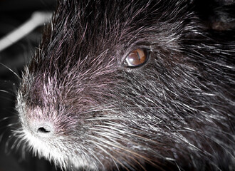 Portrait of a nutria on a farm.