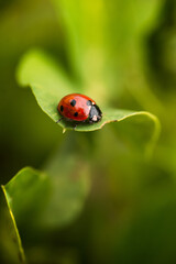 ladybird in the garden