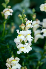 Antirrhinum majus or snapdragon apple blossom flowers in summer garden
