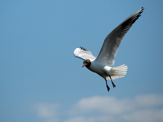 A seagull in flight against a blue sky background on a sunny day