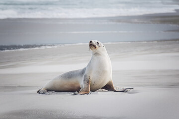 Seelöwe am Cape Saunders Neuseeland