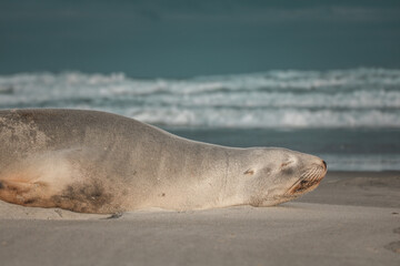 Seelöwe am Cape Saunders Neuseeland