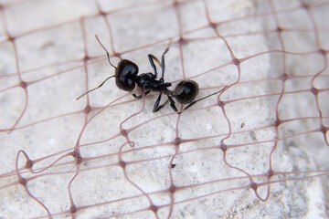Ant caught in a plastic net on a rock with no vegetation