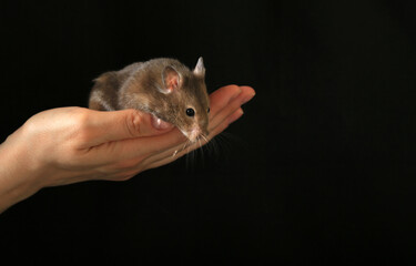 Cute little brown hamster in hand on a black background
