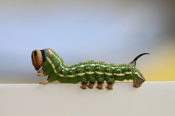 Raupe Kiefernschwärmer 2