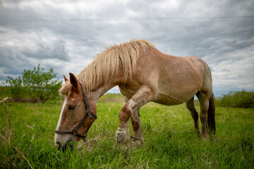 horse in the field
