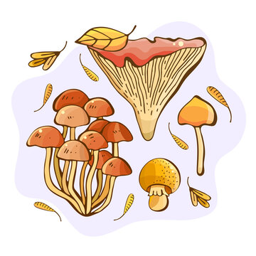 Hand drawn illustration of forest mushrooms. Gifts and harvest of autumn. Colorful drawing set of edible mushrooms. Sketch of food drawn. Yellow boletus, chanterelles, champignon, russula.