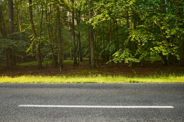 Asphalt road in a forest, selective focus.