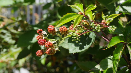 Close up of ripening blackberries