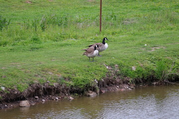Enten, Feld, V&ouml;gel, Deich
