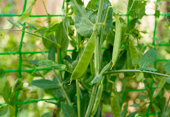 green peas growing in the garden