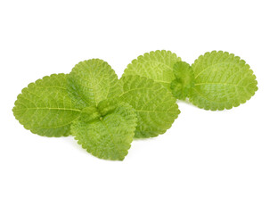 growing fresh green mint. close-up background