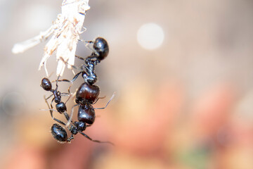 Fight to death on a branch between different rival ants to survive