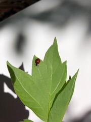 ladybug