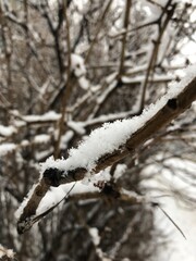 snow covered trees
