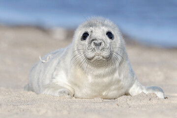 Atlantic Grey Seal pup - day old pup